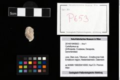 Foto (Objekt + Etikett) von Cyclothyreus sp.  (NHMW-GEO-2014-0194-0653)